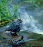 Bird photo