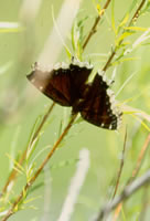 butterfly photo