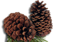 pinecones