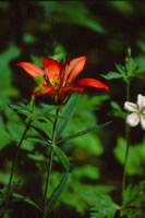 Mountain Lily